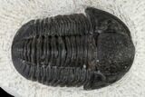 Gerastos Trilobite Fossil - Morocco #117790-2